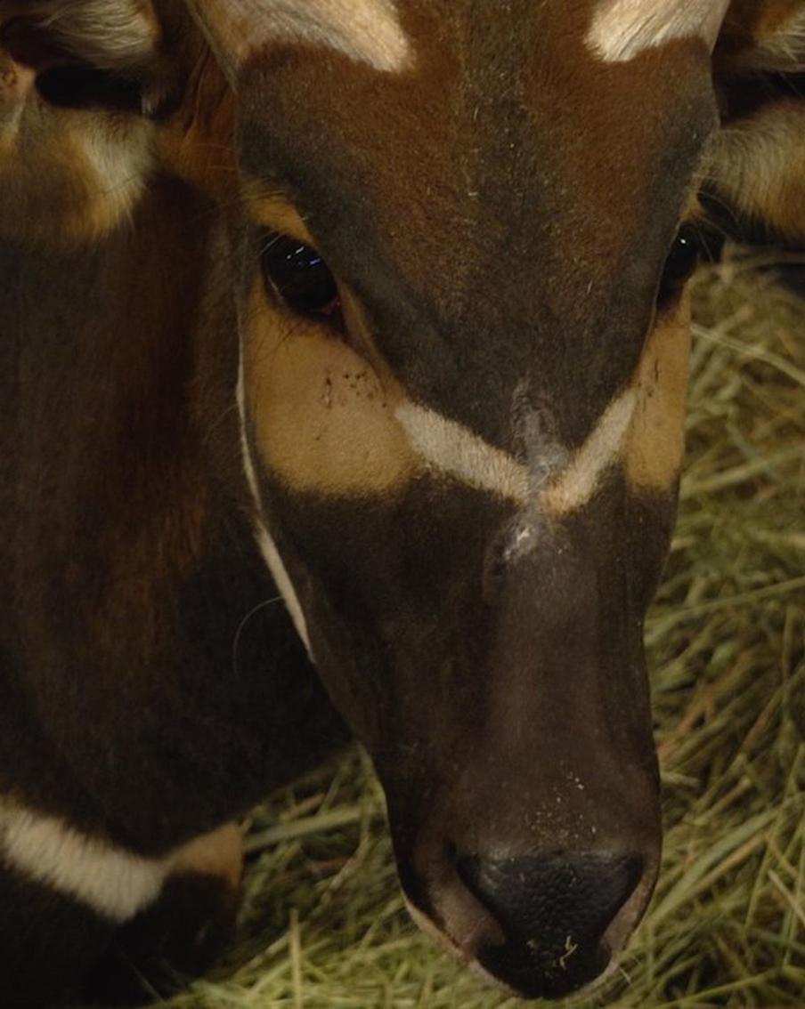Московский зоопарк, затаив дыхание, наблюдает за романом краснокнижных антилоп
