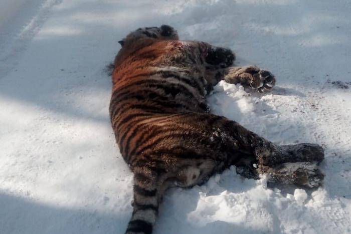 "Схватка тигра с тигром – рядовое явление": эксперт рассказал о гибели молодого самца в Хабаровском крае