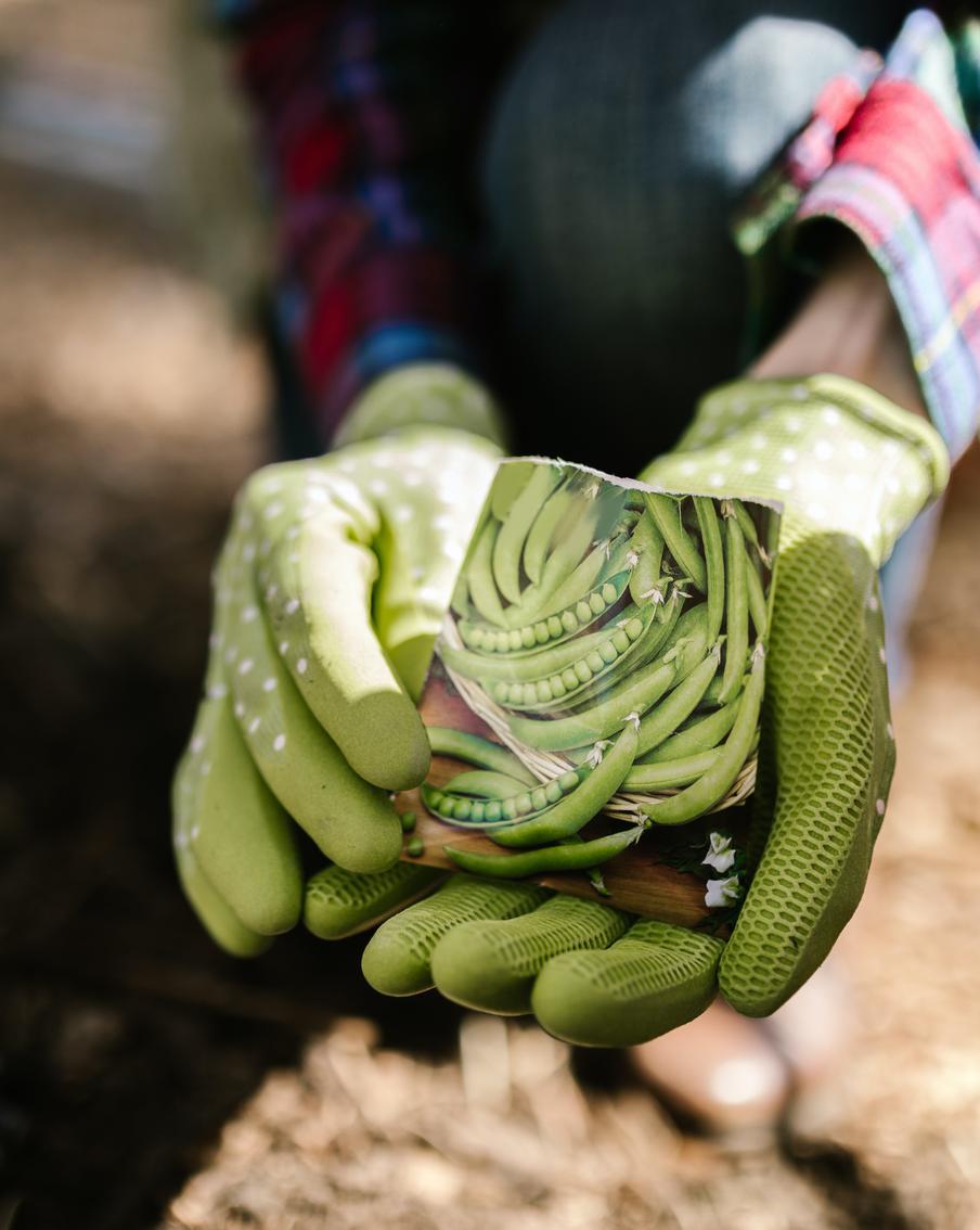 Как не сесть в лужу, выбирая семена для посева: Самые важные советы агронома и биолога