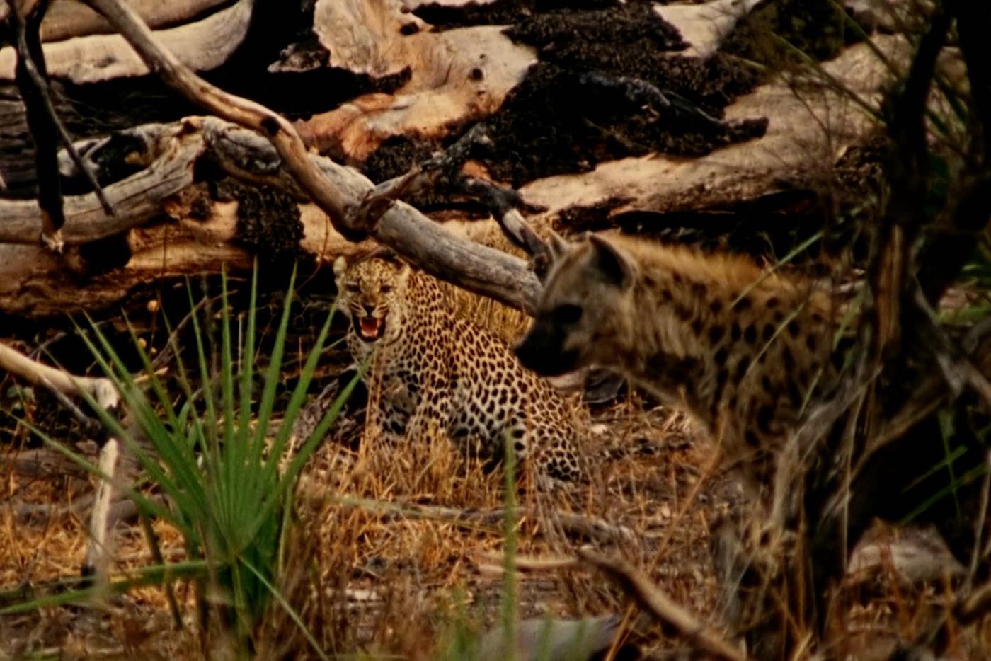 Кадр из фильма "Глаз леопарда" (Eye Of The Leopard).