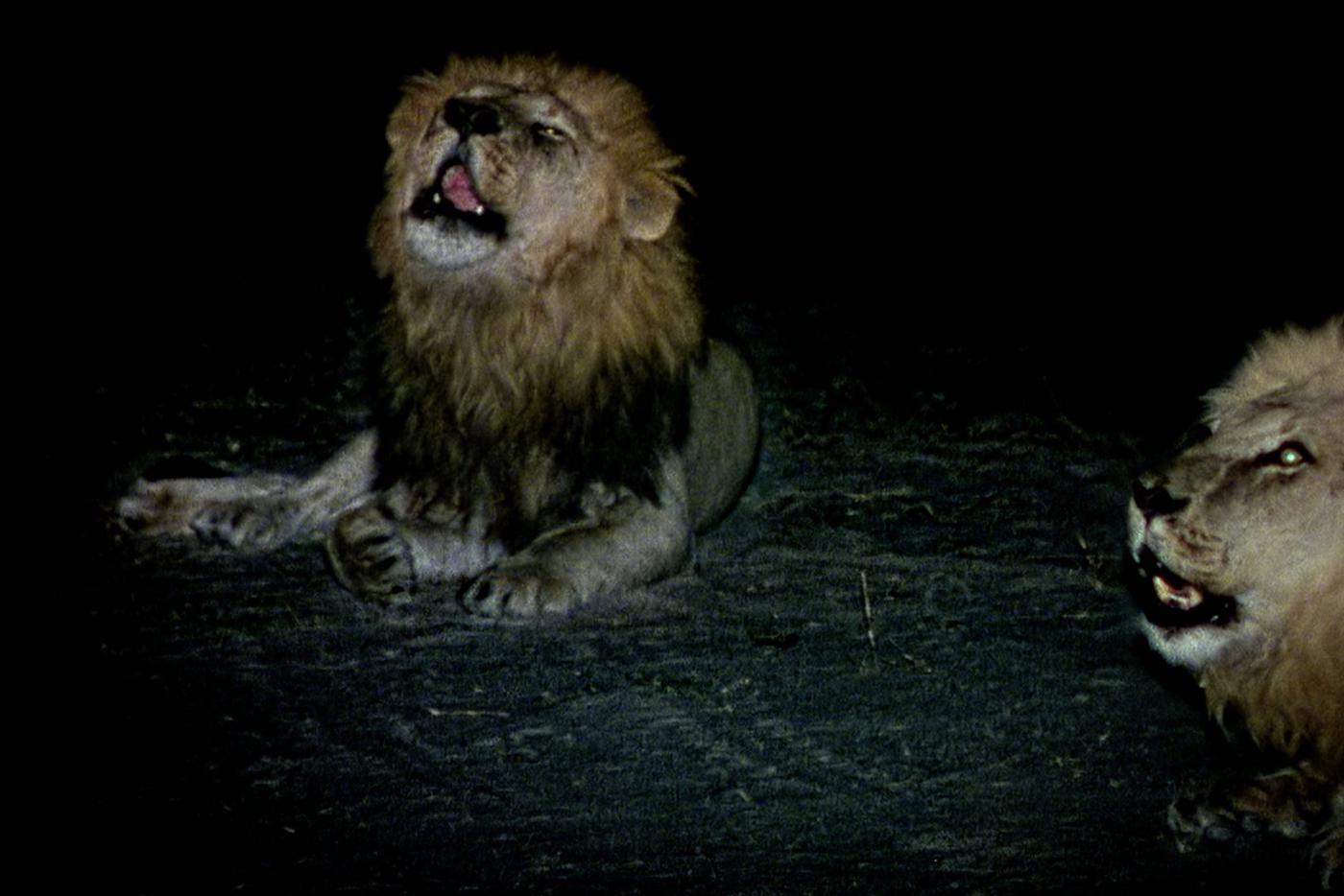 "Вечные враги: львы и гиены" (Eternal Enemies: Lions And Hyenas).