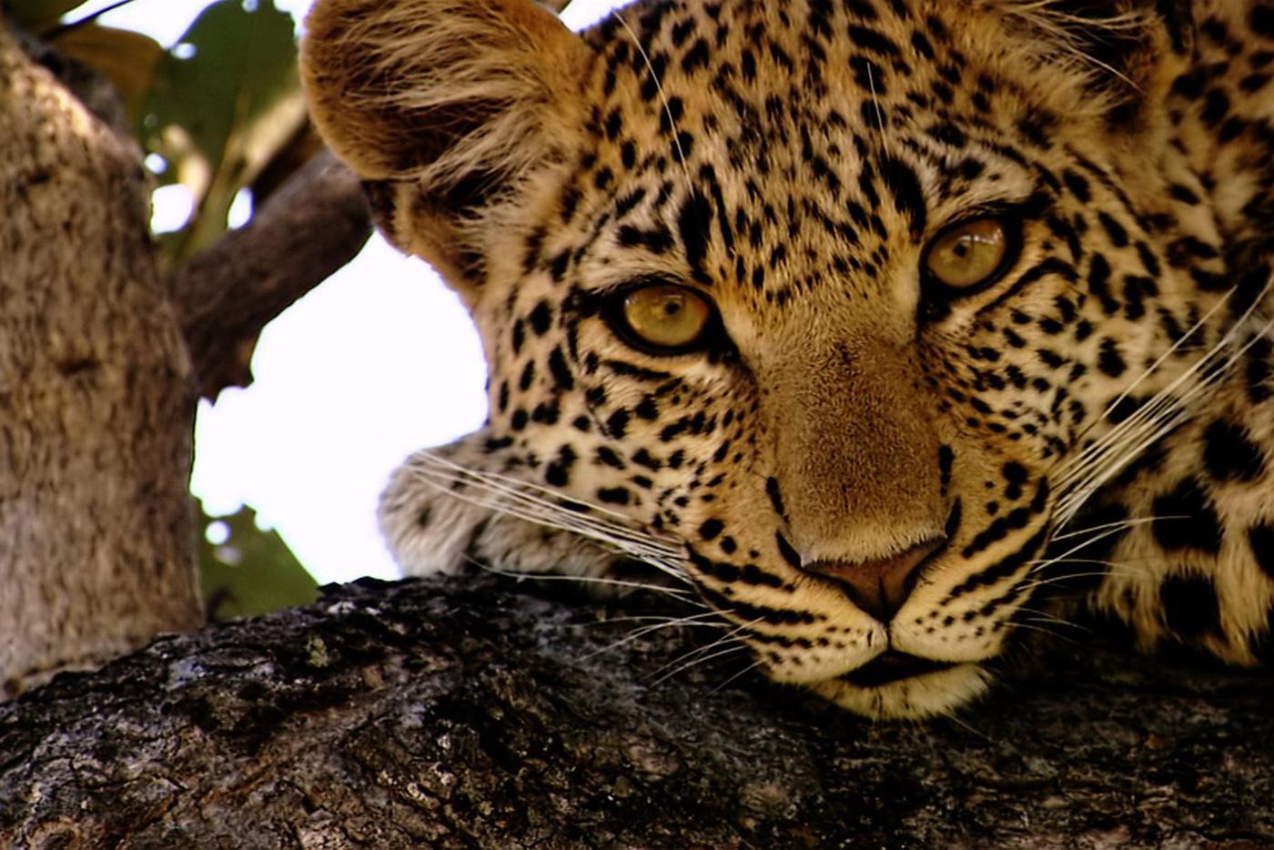 Кадр из фильма "Глаз леопарда" (Eye Of The Leopard).