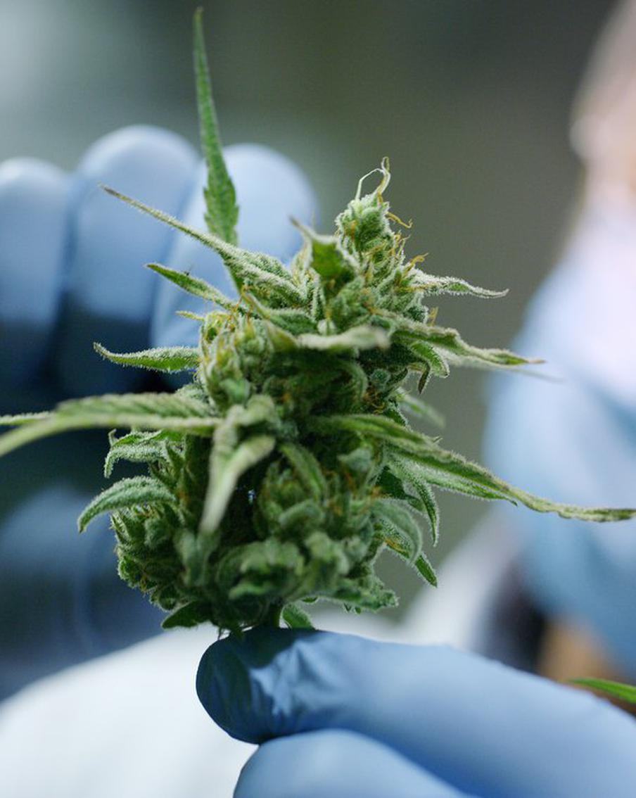 Учёные сообщили, какие опасные изменения происходят с человеком при употреблении марихуаны