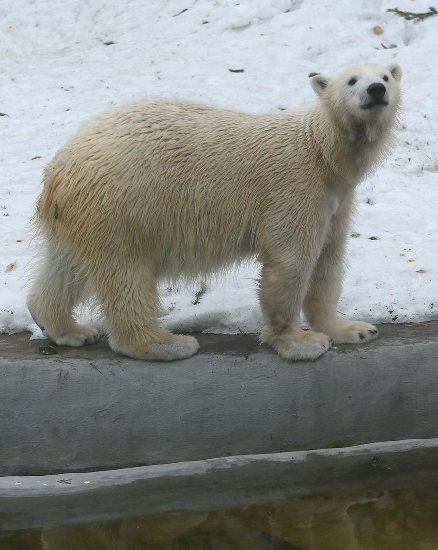 С умной медведицей в зоопарке ещё безопаснее