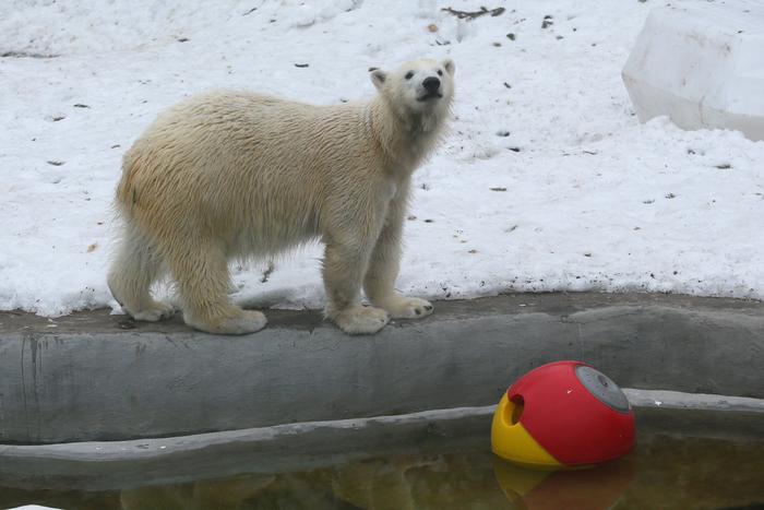 С умной медведицей в зоопарке ещё безопаснее