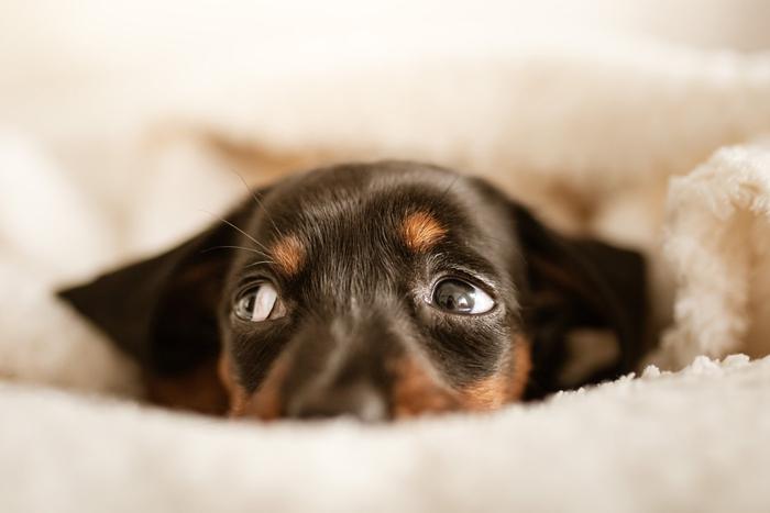 Могут ли питомцы испытывать стресс и как на психическое состояние собак и кошек влияем мы сами