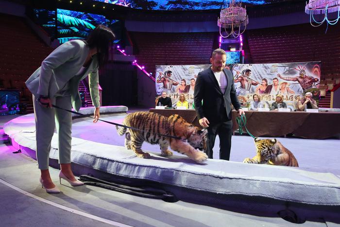 Юные тигры совершили первый выход, а слониха нарисовала для Metro картину