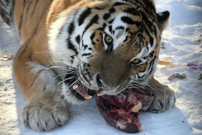 "За съеденных тигром животных положена компенсация": жительнице Приморского края выдали бычка и телёнка