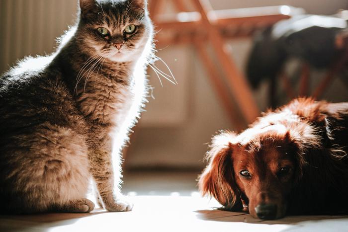 Защищаем питомцев от клещей: Какие средства есть на рынке и как правильно их использовать