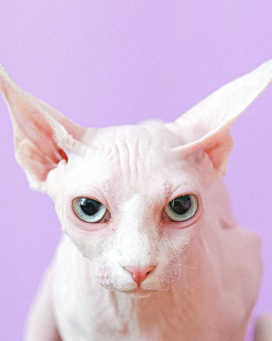 Правда ли, что сфинксы не вызывают аллергии: фелинолог раскрывает секреты кошачьей породы