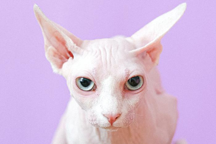 Правда ли, что сфинксы не вызывают аллергии: фелинолог раскрывает секреты кошачьей породы