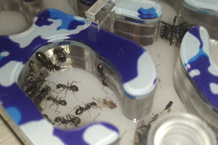 Учёные придумали, как использовать муравьёв в диагностике рака