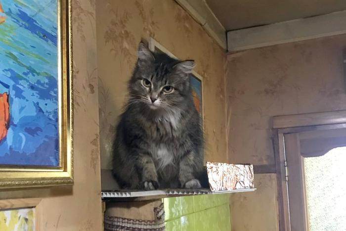 Деревенская кошка Лапушка спасла хозяев от верной гибели