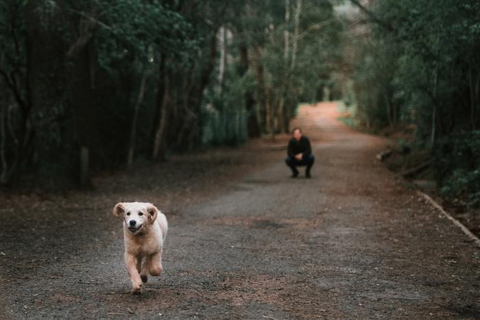 Как приучить питомца гулять без поводка и как найти свою собаку, если она убежала во время прогулки
