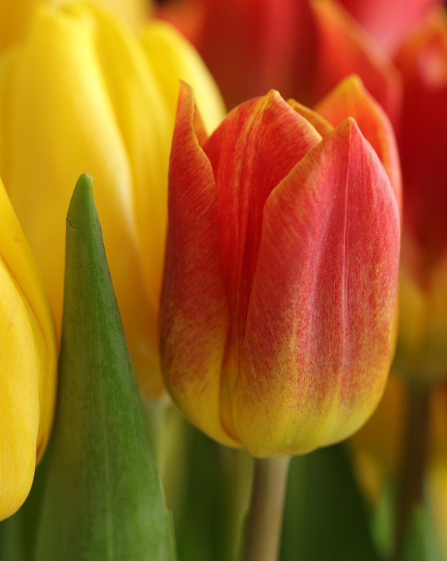 Заботимся о цветочной рассаде и напоминаем о "чёрной ножке": рассказываем об основах цветоводства для новичков