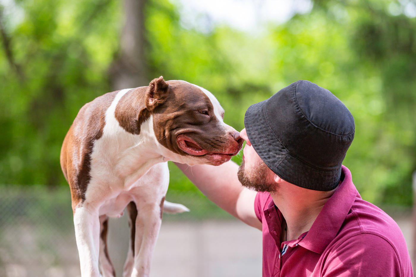 His pets dogs. Собаки занимаются с человеком. Собаки во Франции. Собака американец. Животные, которых спасли в самый последний момент.