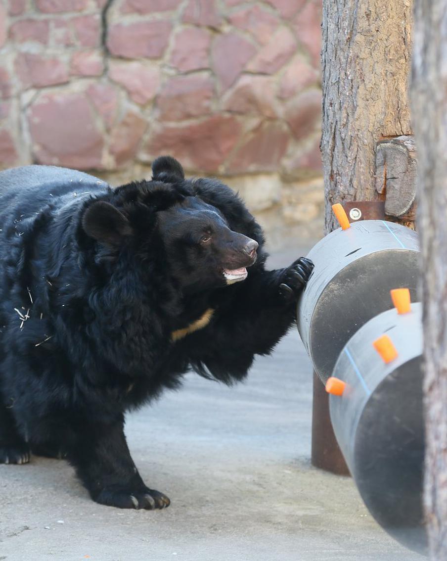 В столичном зоопарке проснулись медведи. Metro увидело их одним из первых