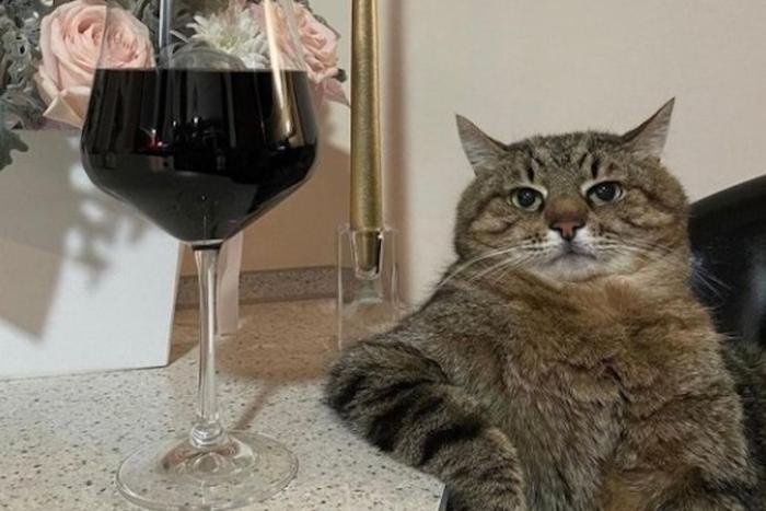 Что роднит мемы с колыбельными и как они влияют на политику. Поговорили с автором книги про этот феномен поп-культуры