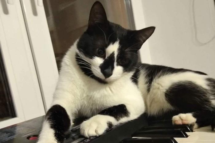 Знакомьтесь, авиакоты. Как заводские животные бывшего "МиГа" становятся домашними