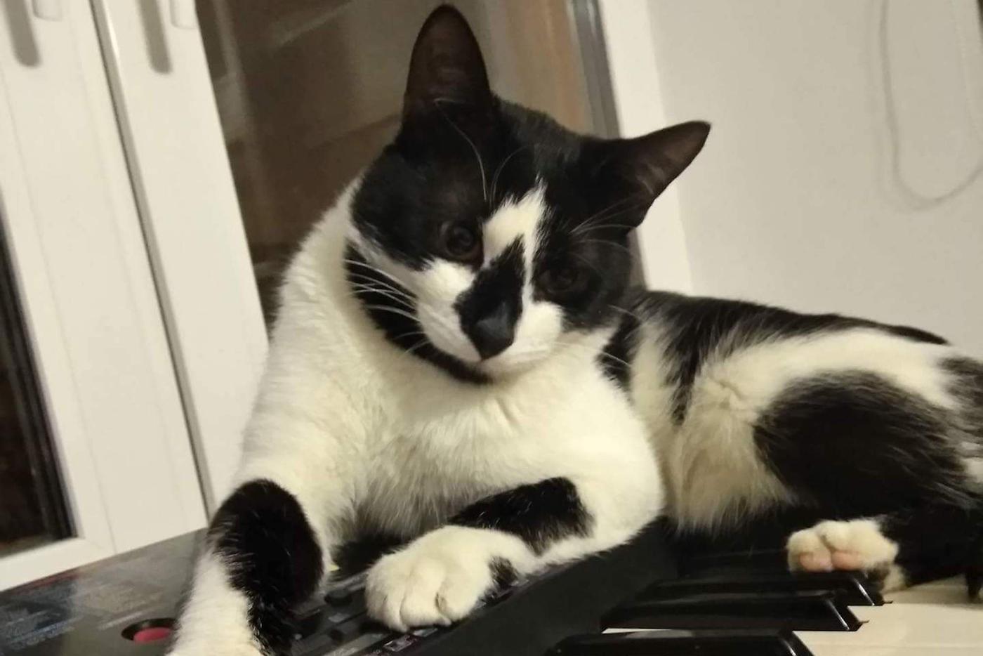 Знакомьтесь, авиакоты. Как заводские животные бывшего "МиГа" становятся домашними