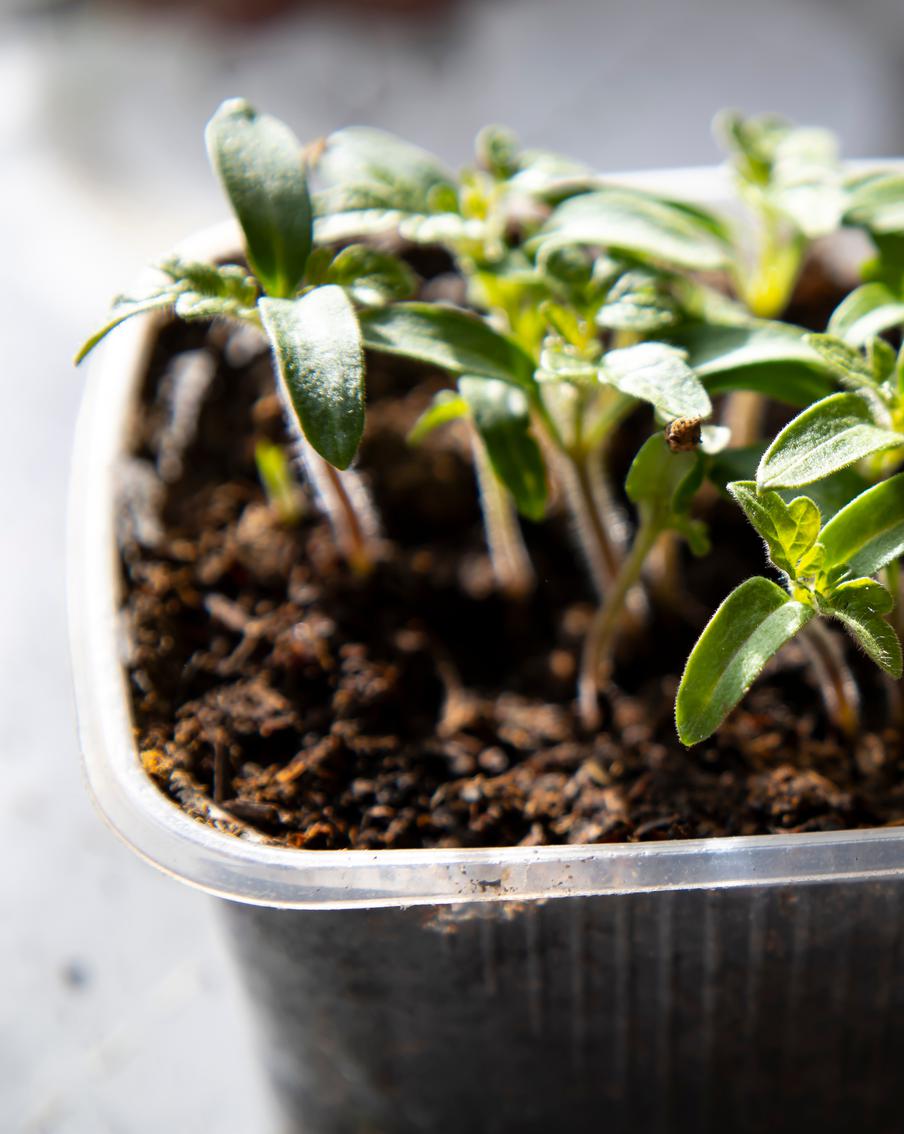 Что нужно знать о комнатных тепличках: как правильно ухаживать за ними