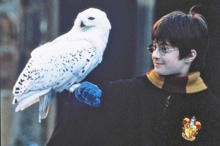 Змеи, пауки, жабы и совы... Стоит ли заводить экзотических животных