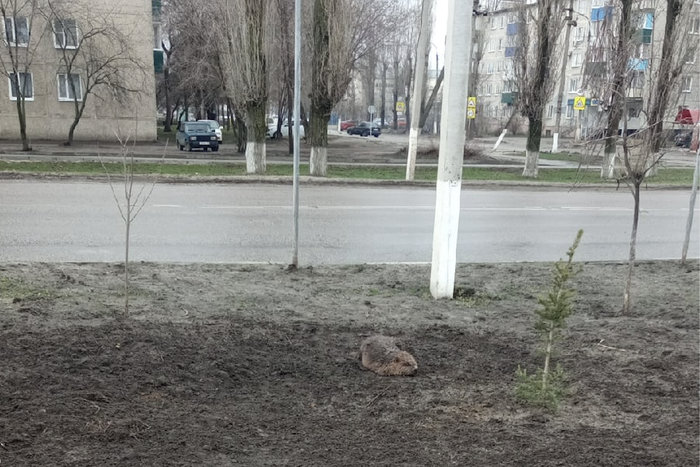 "Он периодически фырчал!": в Павловск заглянул бобёр