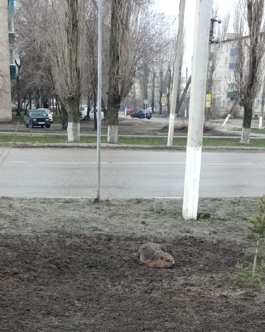 "Он периодически фырчал!": в Павловск заглянул бобёр