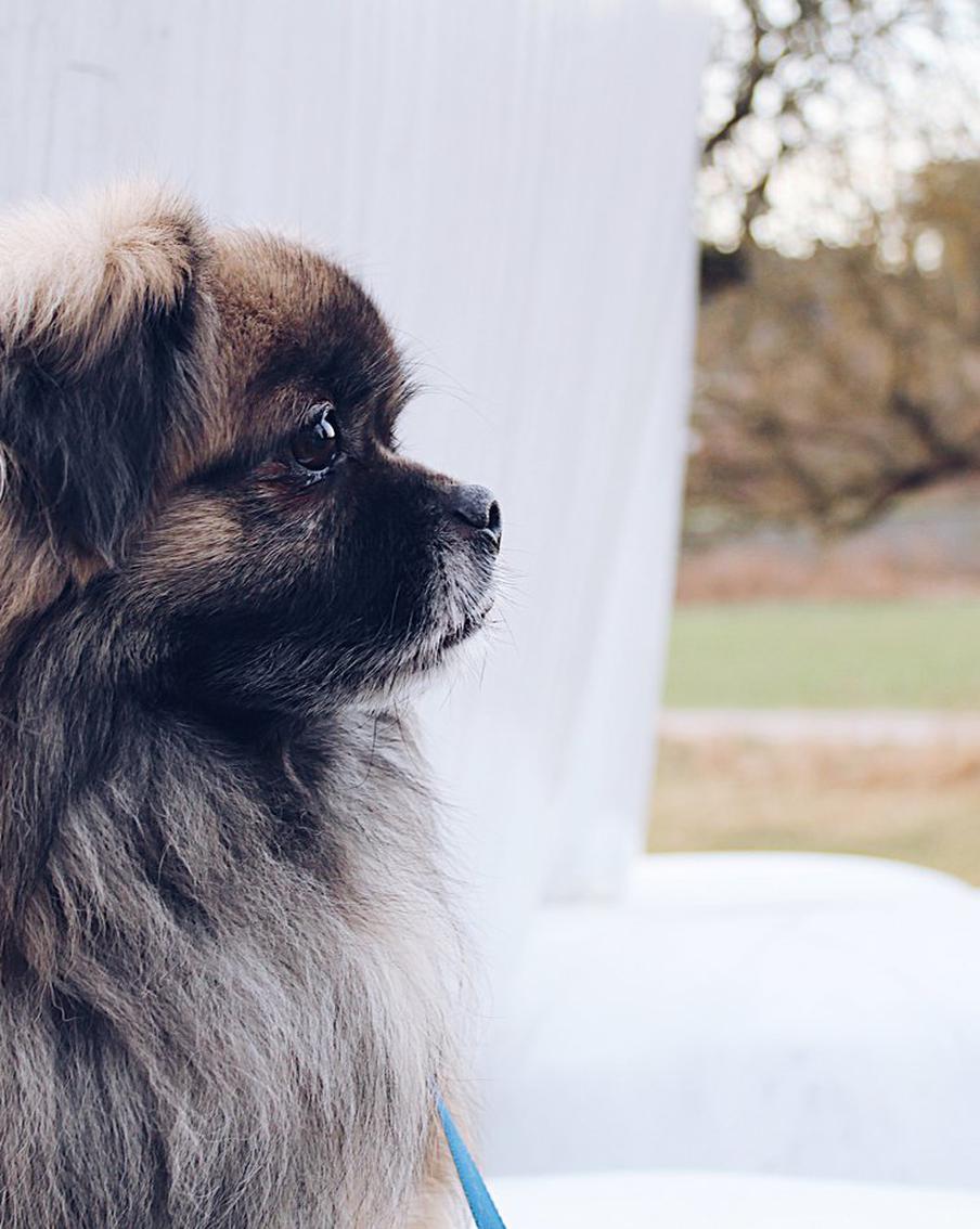 Почему у пекинесов... выпадают глаза: кинолог раскрывает секреты собачьей породы
