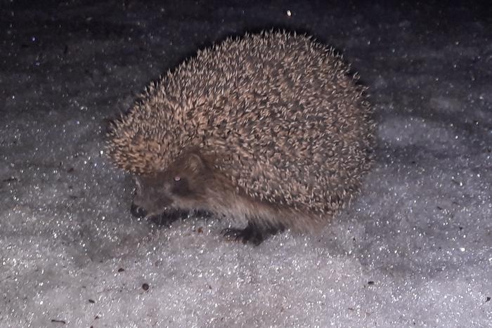 Прошу не беспокоить. Какие животные пока не спешат выходить из зимней спячки