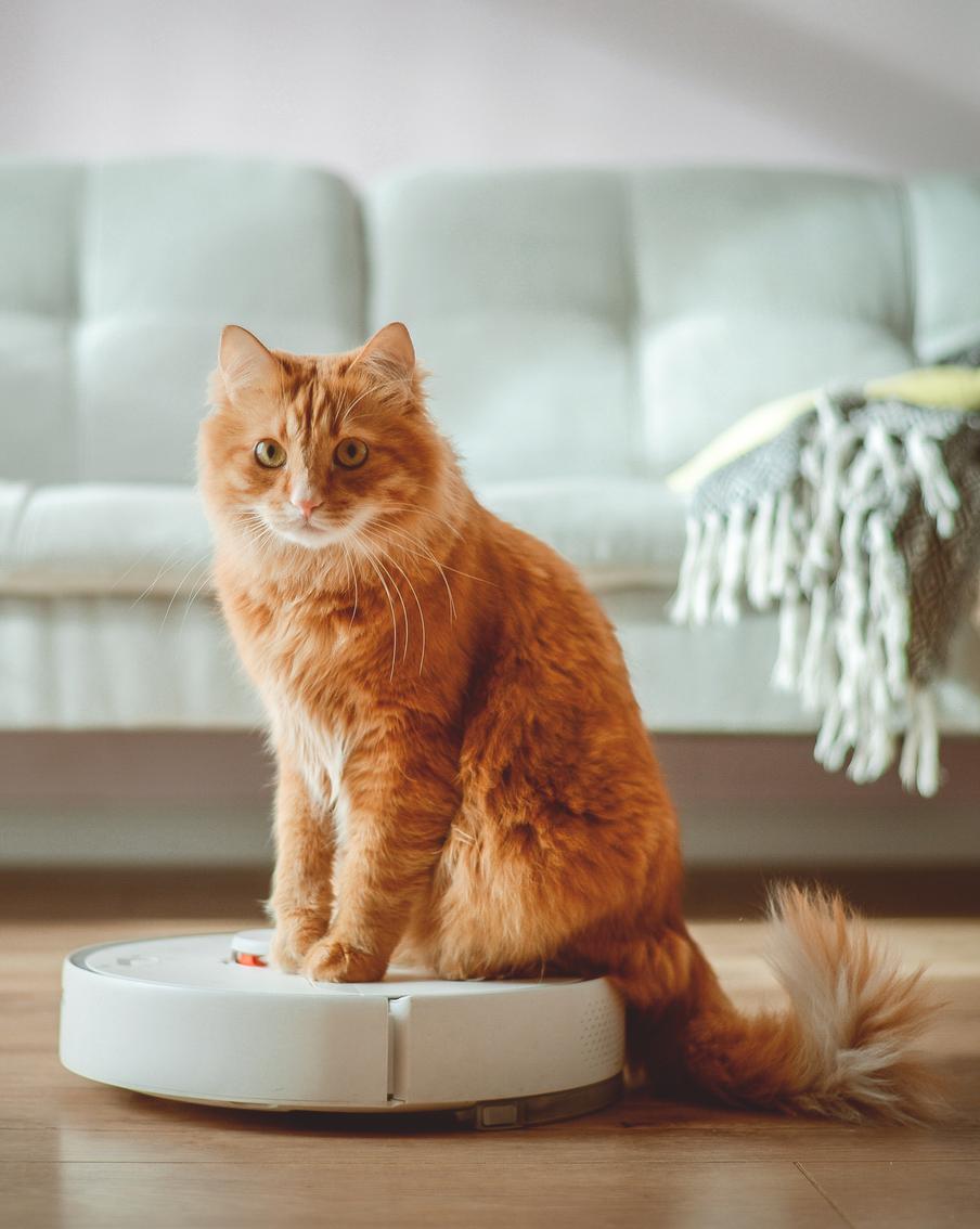 Вертикальный, паровой, робот – какой пылесос подойдёт вашему дому?