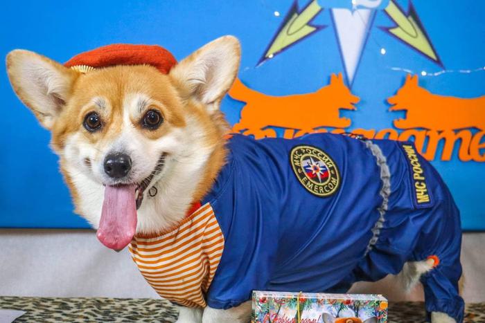 Елизавете II бы это точно понравилось. Корги из Подмосковья работает спасателем