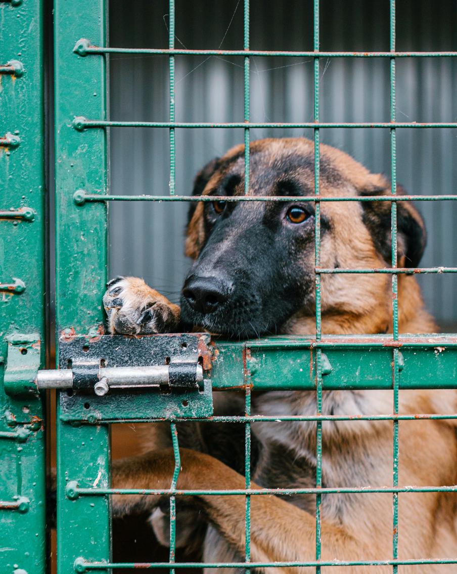 Берём взрослую собаку из приюта: что ей потребуется и к чему готовиться хозяину