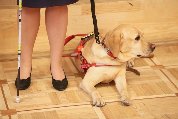 Отмечаем Всемирный день собак-поводырей. Поговорили с владельцами клуба "Добрый пёс"