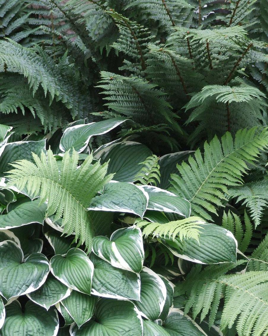 Чем мы заняты в тени: сажаем тенелюбивые и теневыносливые растения