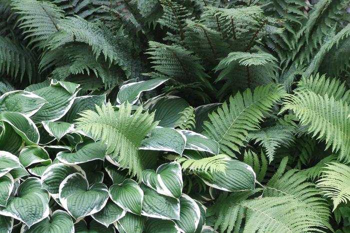 Чем мы заняты в тени: сажаем тенелюбивые и теневыносливые растения