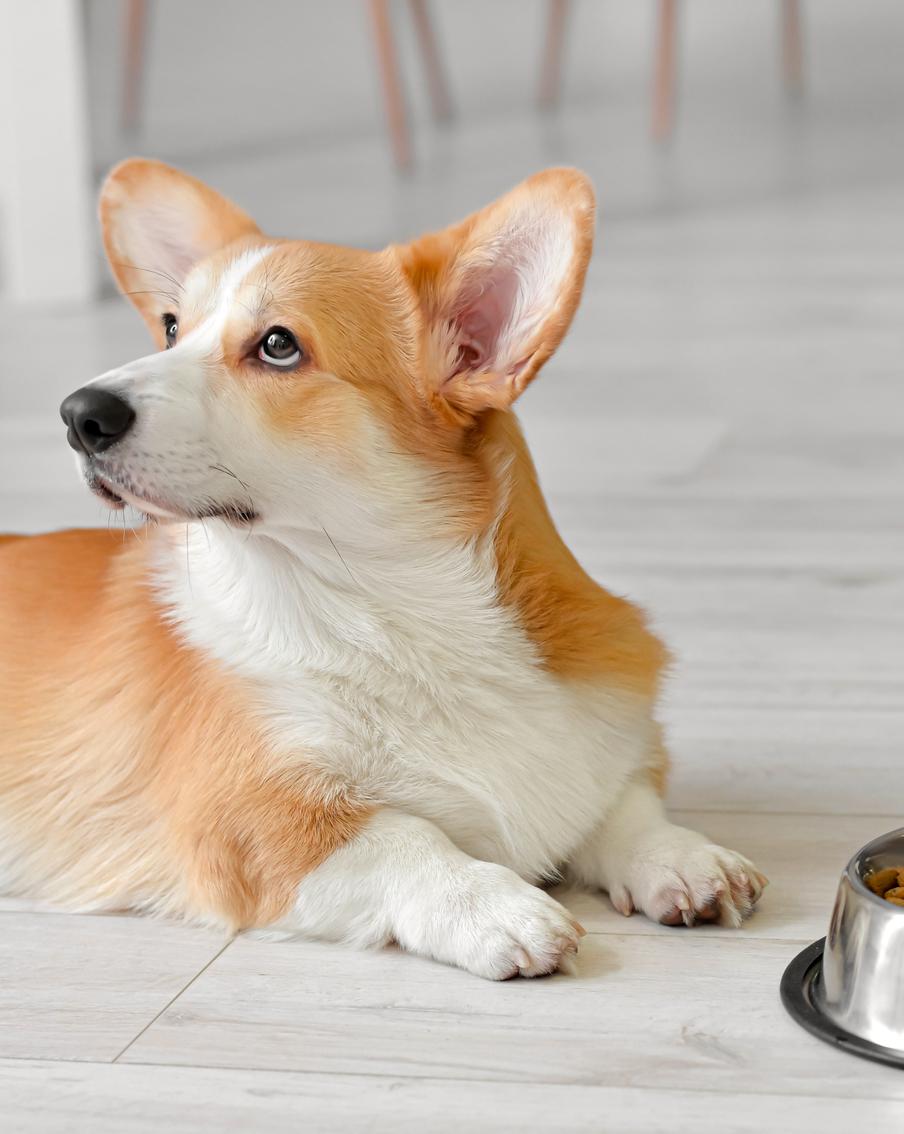 Порой собаки отказываются от еды. Хозяевам стоит обратить внимание на этот тревожный симптом