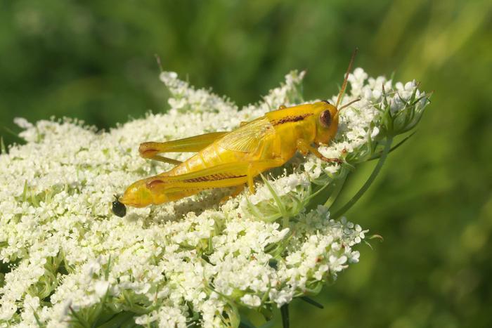 В России появилась первая сверчковая ферма. Из насекомых будут изготавливать хлеб, печенье и спортивное питание