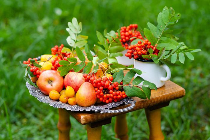 Общаемся с соседями и не зацикливаемся на одном сорте. Выращиваем фрукты на приусадебном и дачном участке правильно