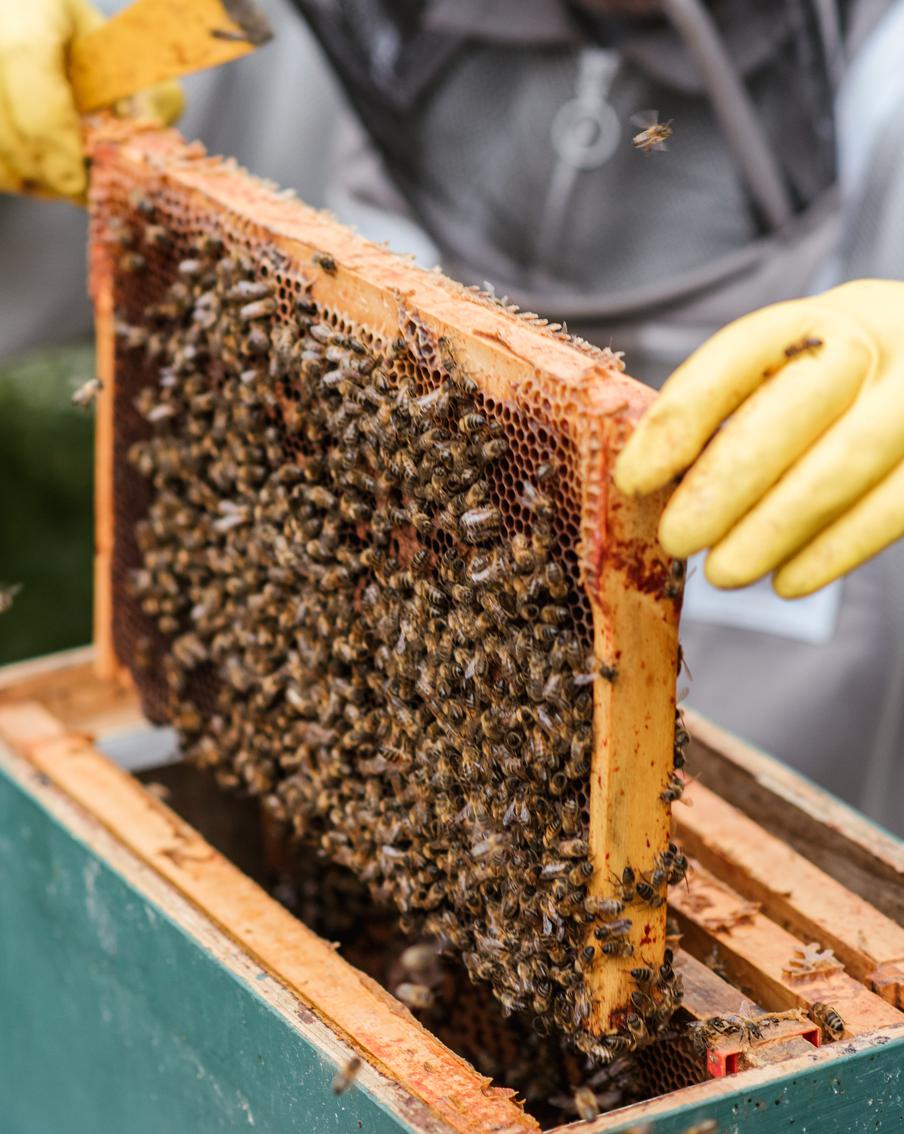 Я решил стать пчеловодом! Как выбрать пчёл, чем их кормить и как лечить