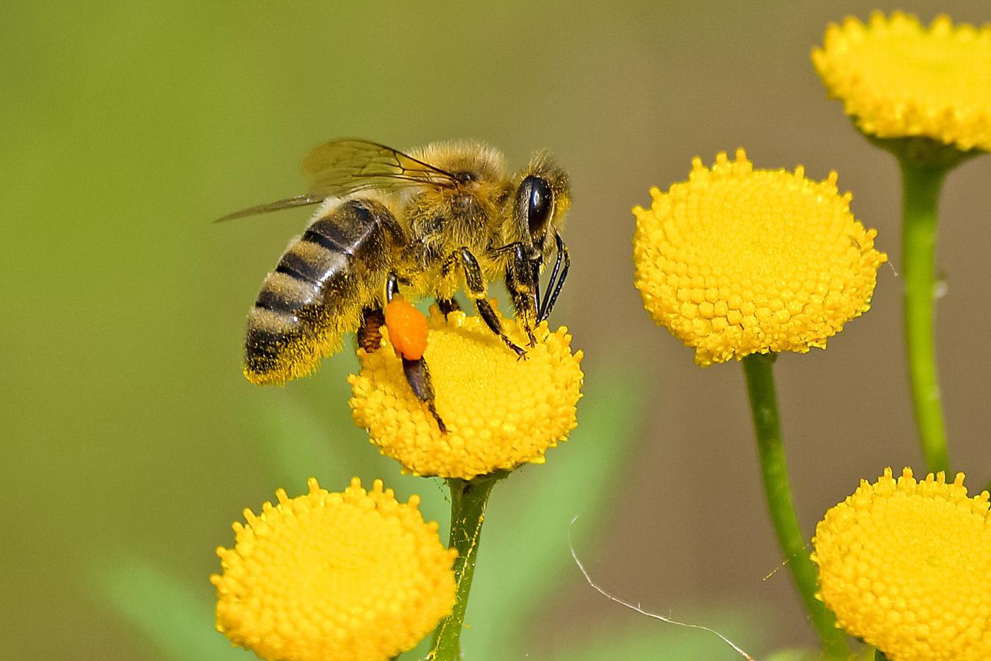 Пчелы медоносные насекомые