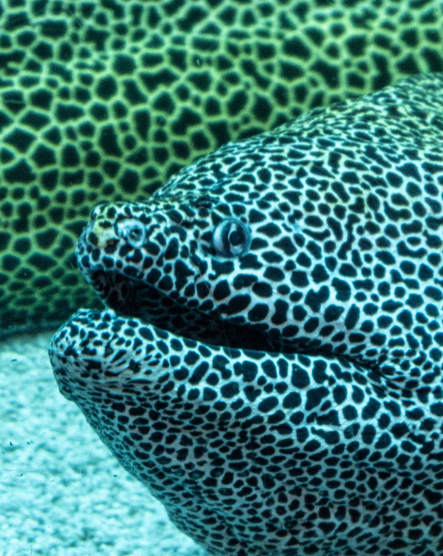 Мурена Настя из "Авиапарка" любит, когда к ней относятся по-человечески: "Мне нравится, когда мне чешут пузико"