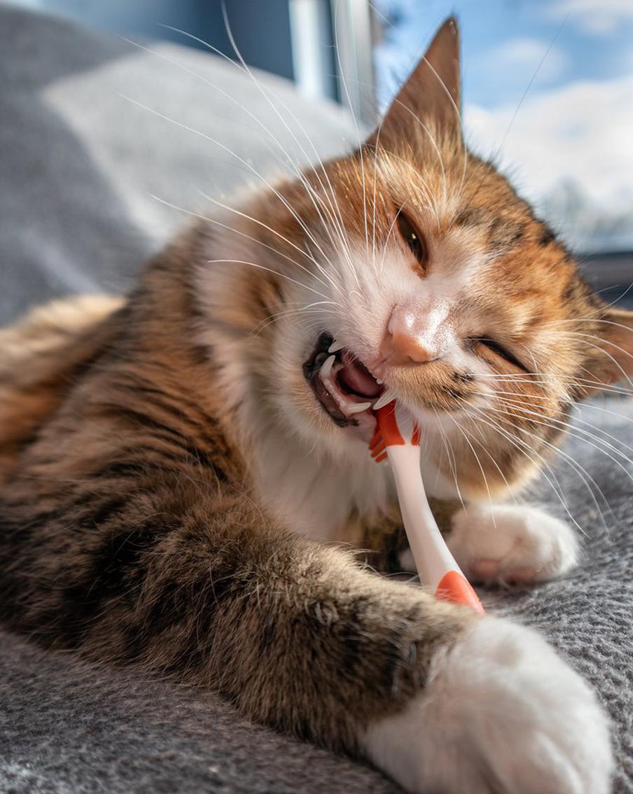 Животным просто не обойтись без помощи хозяев. Особенно если речь идёт о чистке зубов