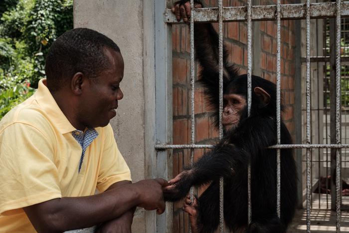 ВОЗ объявила чрезвычайную ситуацию из-за массового заражения оспой обезьян