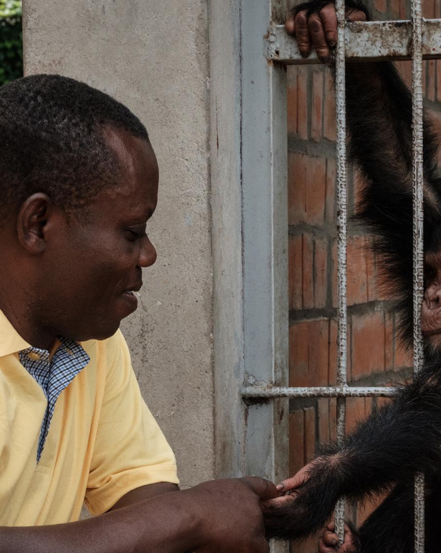 ВОЗ объявила чрезвычайную ситуацию из-за массового заражения оспой обезьян