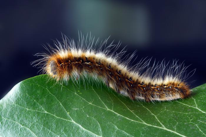 Летает, ползает... кусает и жалит. Какие насекомые могут принести нам неприятности