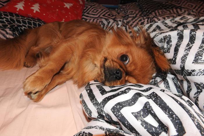 Притворился собакой, сменил пол, укрылся в могиле: как в России не платят алименты