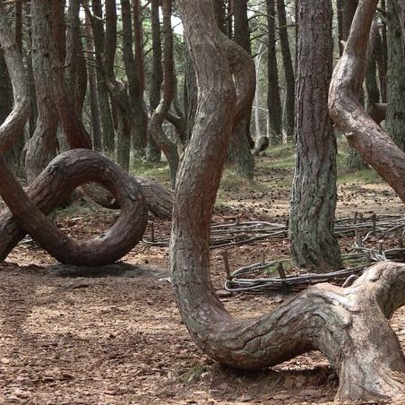 На Куршской косе есть участок, где сосны изогнулись, словно в танце. Говорят, причиной тому стали гусеницы-вредители.