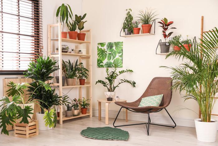 15 комнатных растений, полезных для интерьера