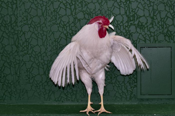 Петух помогает студентам клевать гранит науки. Его нашли в мешке с кормом для птиц и оставили жить на кафедре